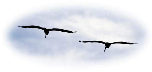 two-birds-flying